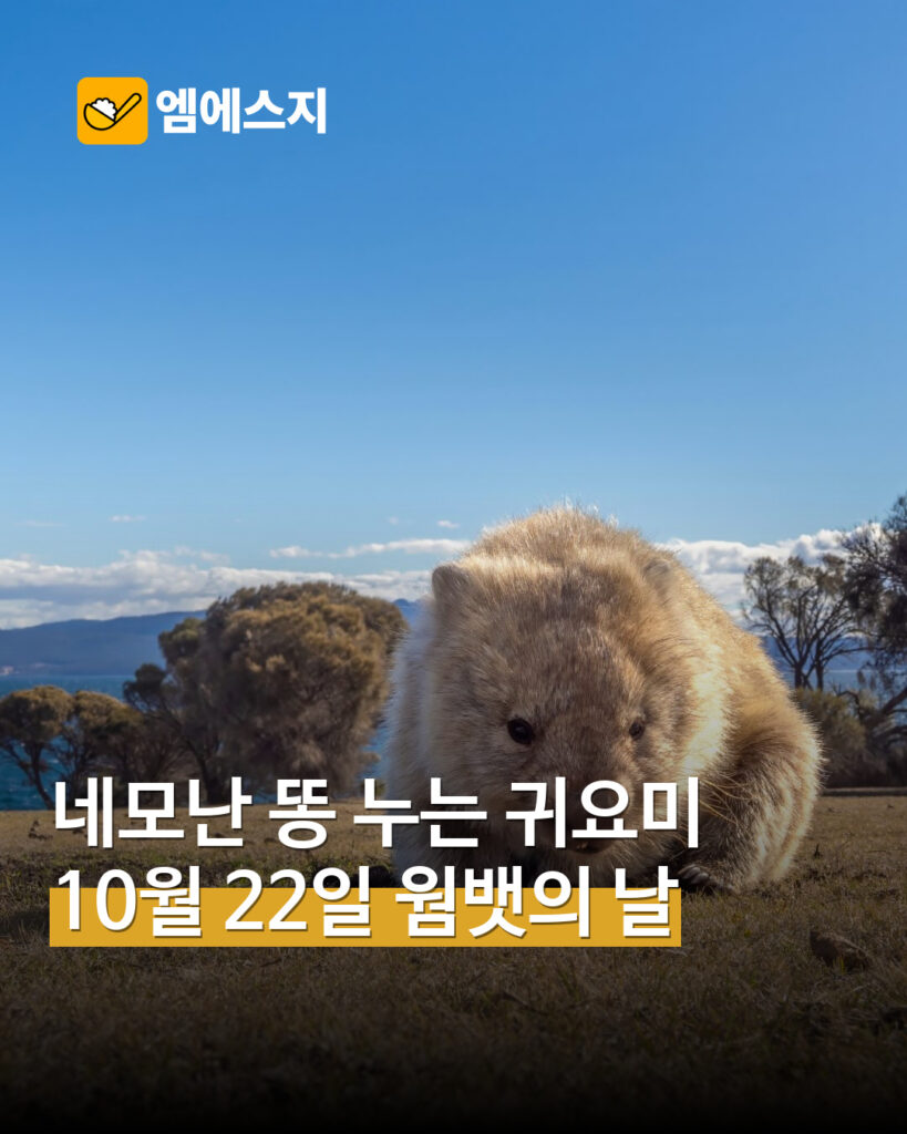 원문과 동일 장면의 깨끗한 웜뱃 실제 사진