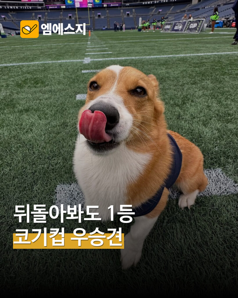 뒤를 돌아봐도 1등…코기컵 우승견 바나나의 여유 MSG뉴스 표지