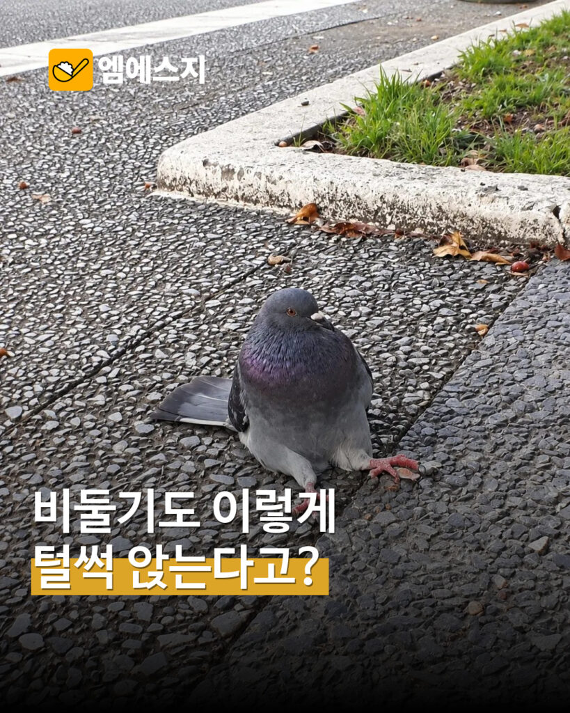 비둘기가 사람처럼 털썩…독특한 자세 포착한 사진 눈길 MSG뉴스 표지