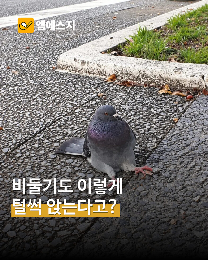 비둘기가 사람처럼 털썩…독특한 자세 포착한 사진 눈길 MSG뉴스 표지