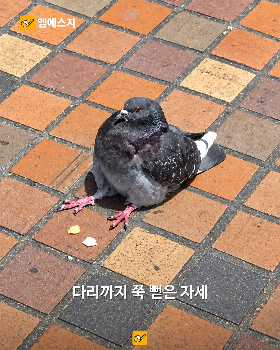 비둘기가 사람처럼 털썩…독특한 자세 포착한 사진 눈길