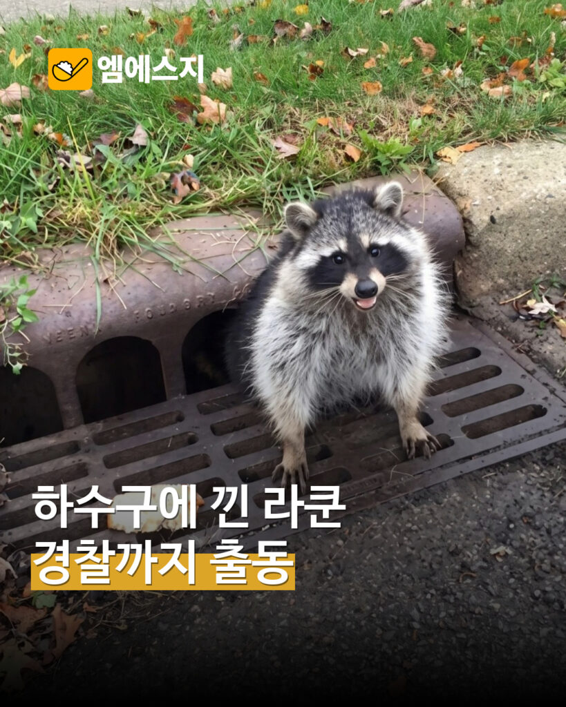 배수구에 몸이 낀 라쿤…경찰이 구조한 사진 다시 화제 MSG뉴스 표지