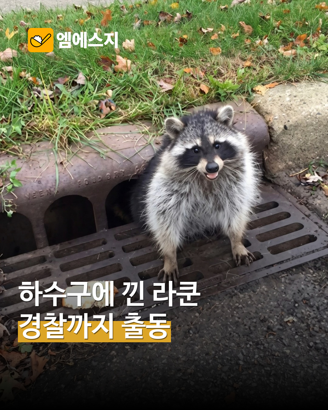 배수구에 몸이 낀 라쿤…경찰이 구조한 사진 다시 화제 MSG뉴스 표지