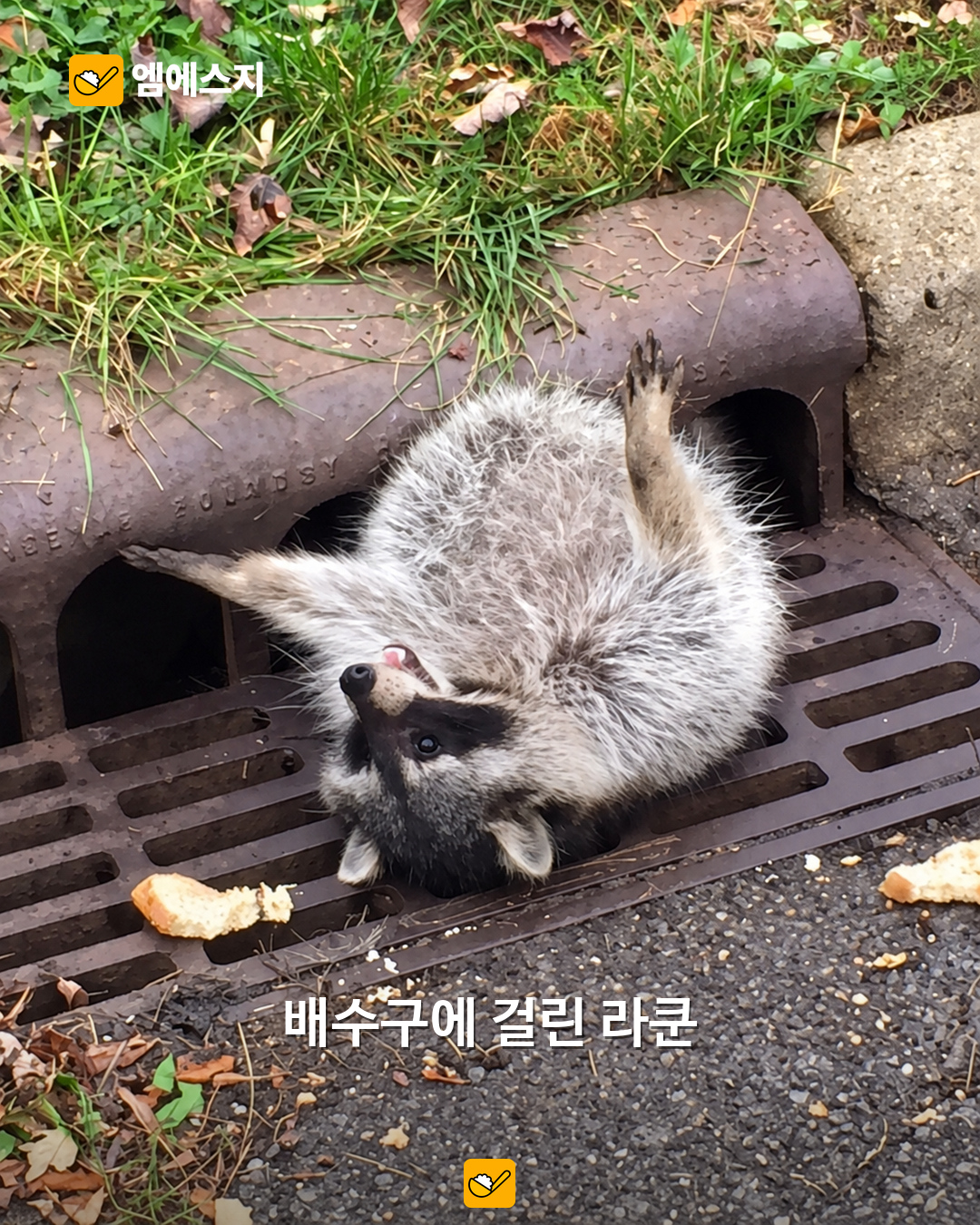 배수구에 몸이 낀 라쿤…경찰이 구조한 사진 다시 화제