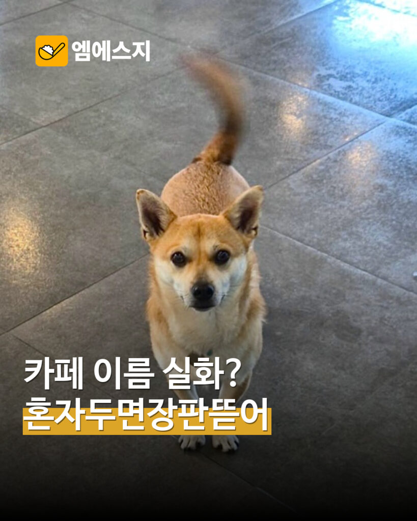 혼자두면장판뜯어서차린개카페…이름부터 눈길 끄는 신림 카페 MSG뉴스 표지