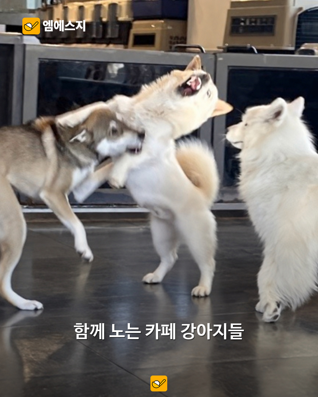 혼자두면장판뜯어서차린개카페…이름부터 눈길 끄는 신림 카페