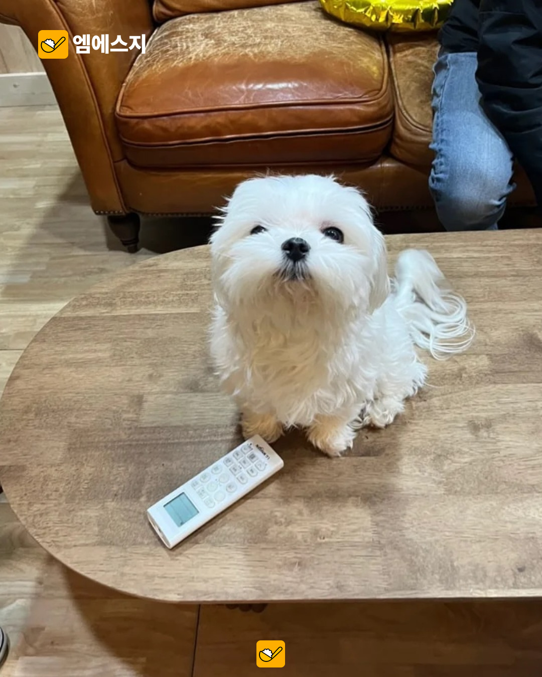 혼자두면장판뜯어서차린개카페…이름부터 눈길 끄는 신림 카페
