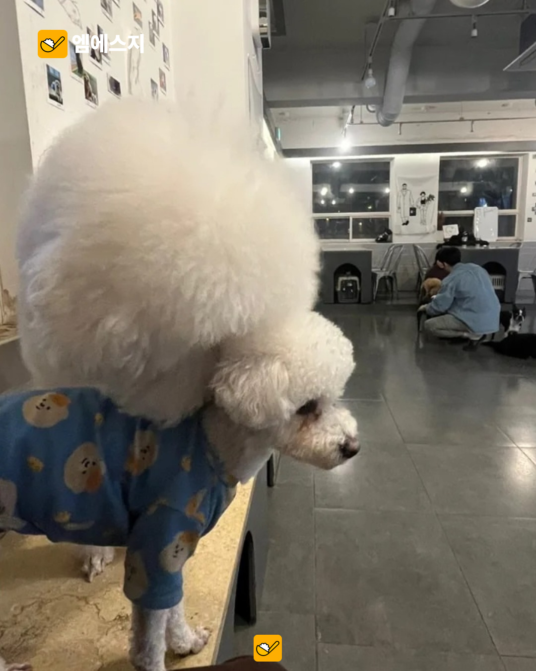 혼자두면장판뜯어서차린개카페…이름부터 눈길 끄는 신림 카페