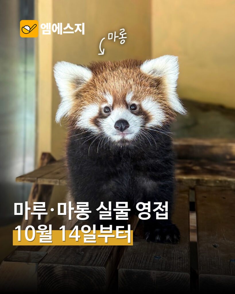 서울대공원 쌍둥이 레서판다 마루·마롱…10월 14일부터 공개 안내 MSG뉴스 표지
