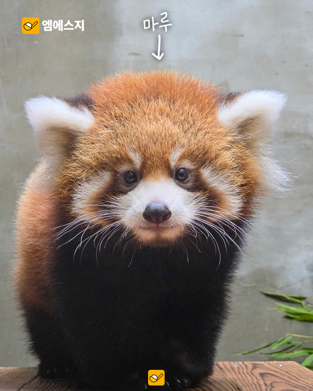 서울대공원 쌍둥이 레서판다 마루·마롱…10월 14일부터 공개 안내 2 서울대공원 쌍둥이 레서판다 마루·마롱…10월 14일부터 공개 안내