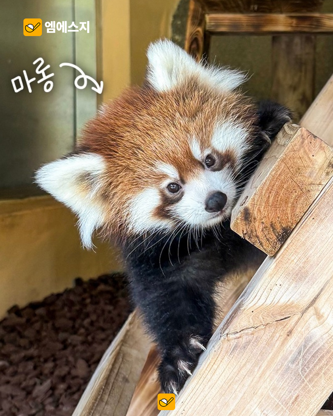 서울대공원 쌍둥이 레서판다 마루·마롱…10월 14일부터 공개 안내 3 서울대공원 쌍둥이 레서판다 마루·마롱…10월 14일부터 공개 안내