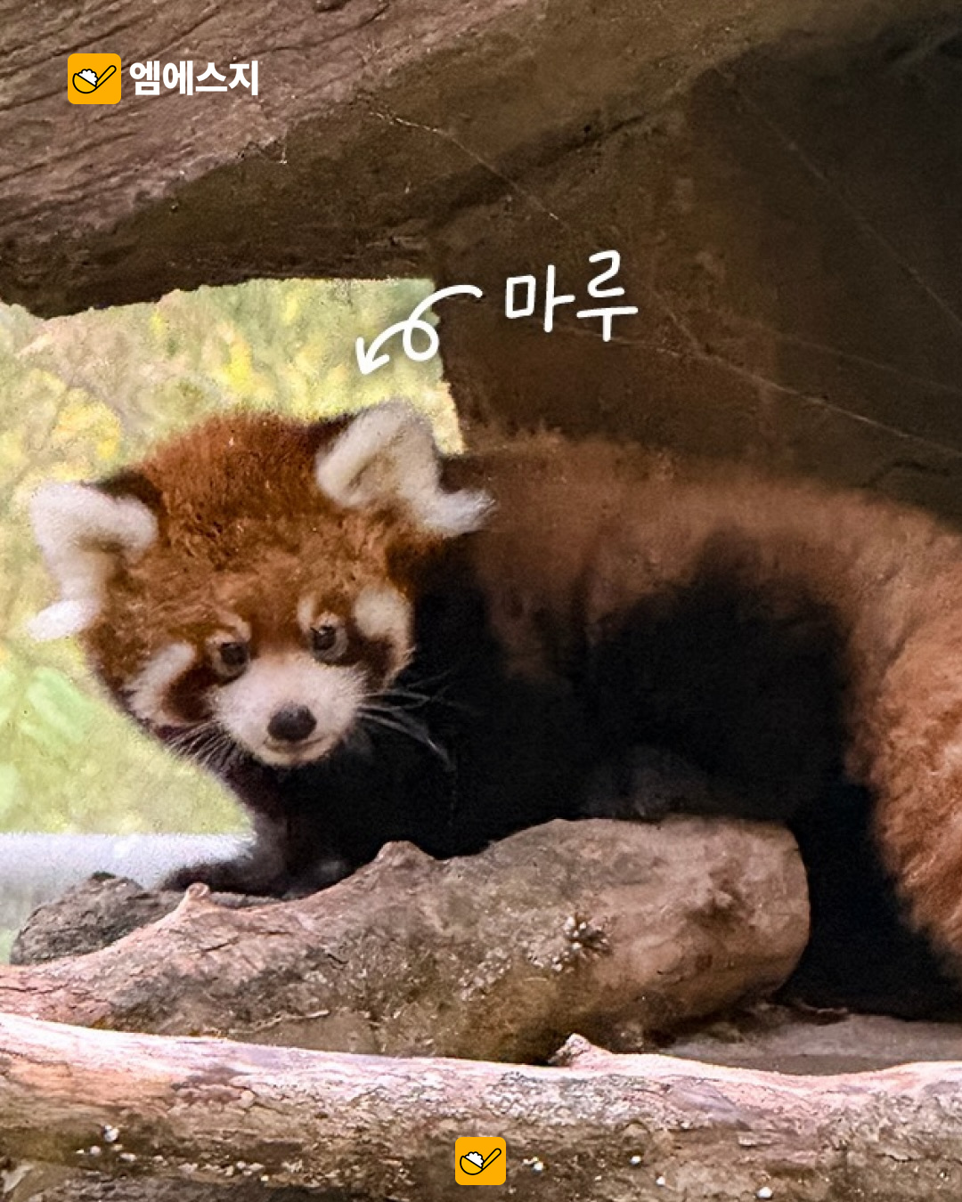 서울대공원 쌍둥이 레서판다 마루·마롱…10월 14일부터 공개 안내 5 서울대공원 쌍둥이 레서판다 마루·마롱…10월 14일부터 공개 안내