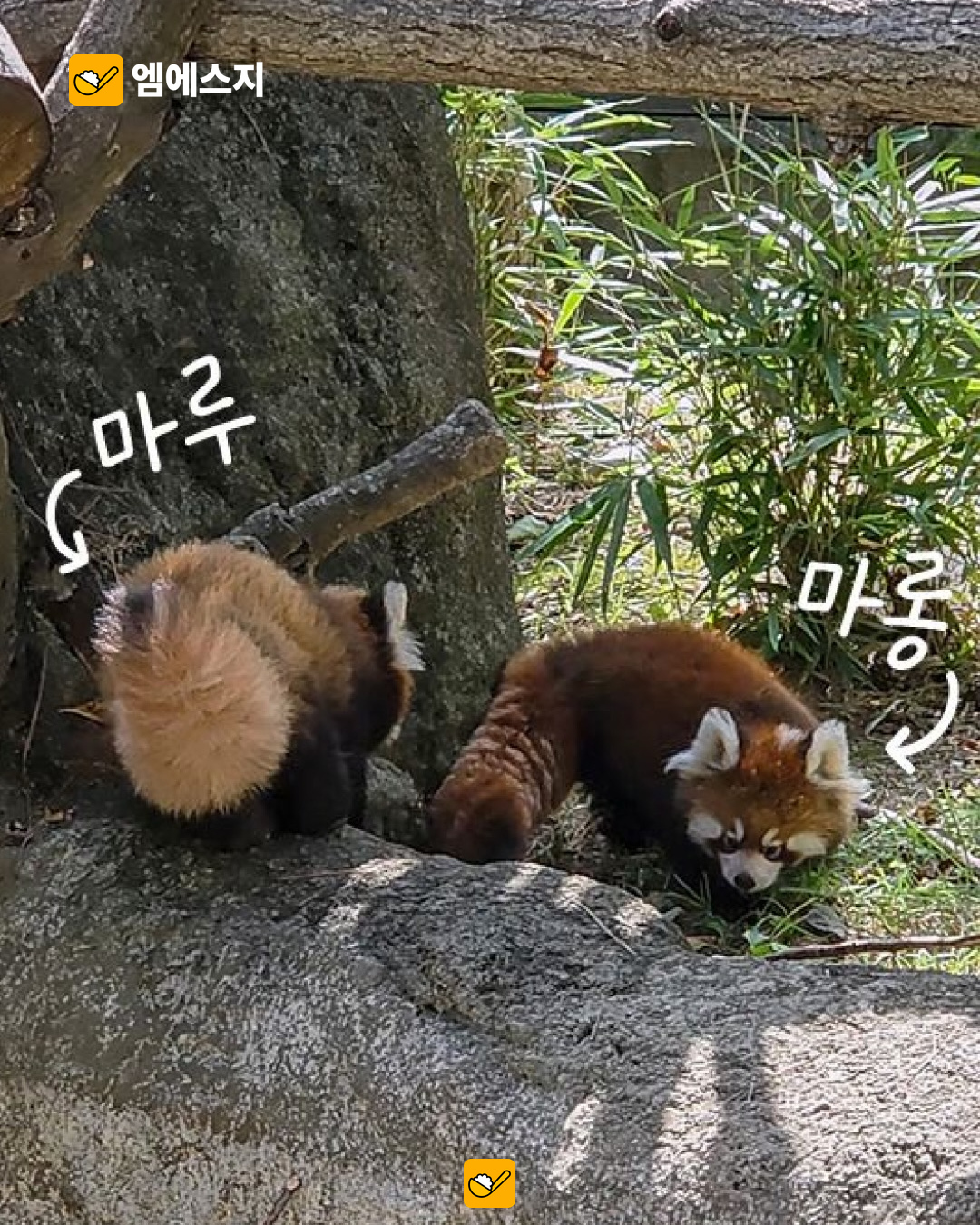 서울대공원 쌍둥이 레서판다 마루·마롱…10월 14일부터 공개 안내 7 서울대공원 쌍둥이 레서판다 마루·마롱…10월 14일부터 공개 안내