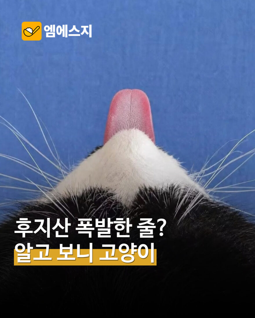 후지산 폭발처럼 보였는데 고양이?…턱·수염·혀가 만든 착시 사진 — MSG뉴스 표지