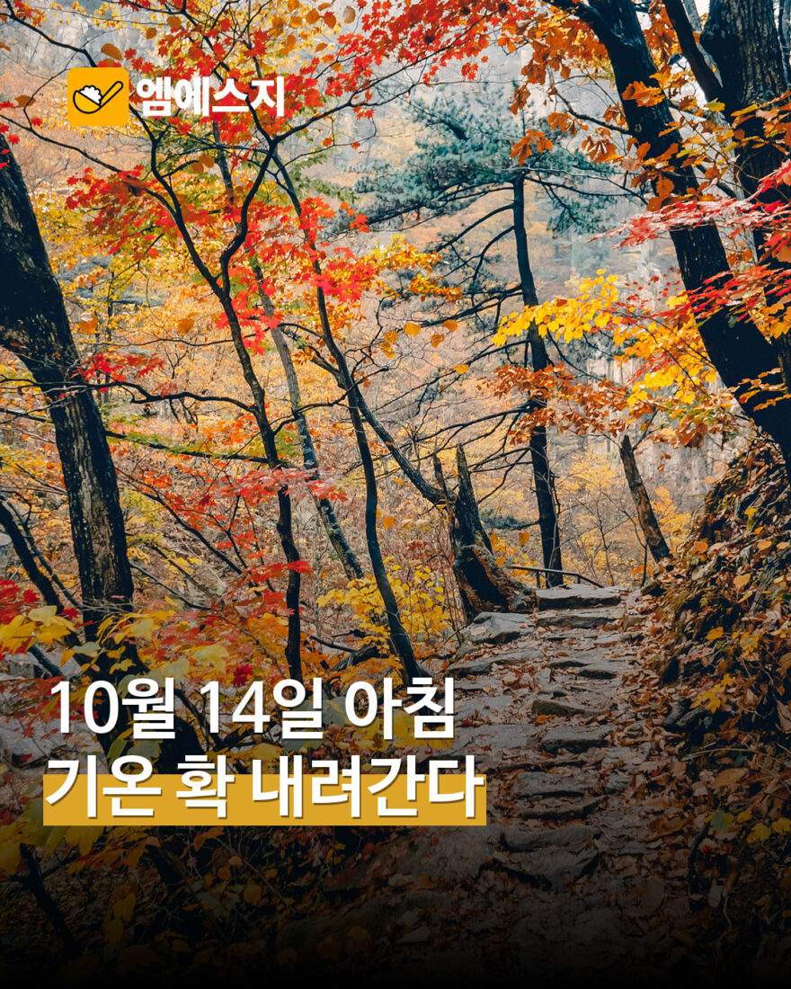 10월 14일 아침 기온 낮아질 전망…12일 예보 전국 최저 5~14℃ — MSG뉴스 표지