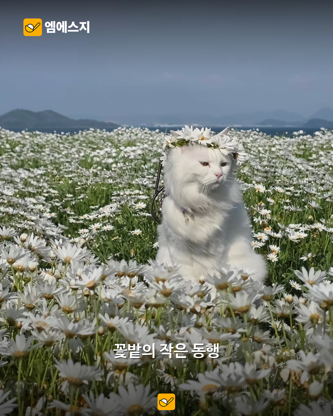 마거리트 꽃밭의 흰 고양이