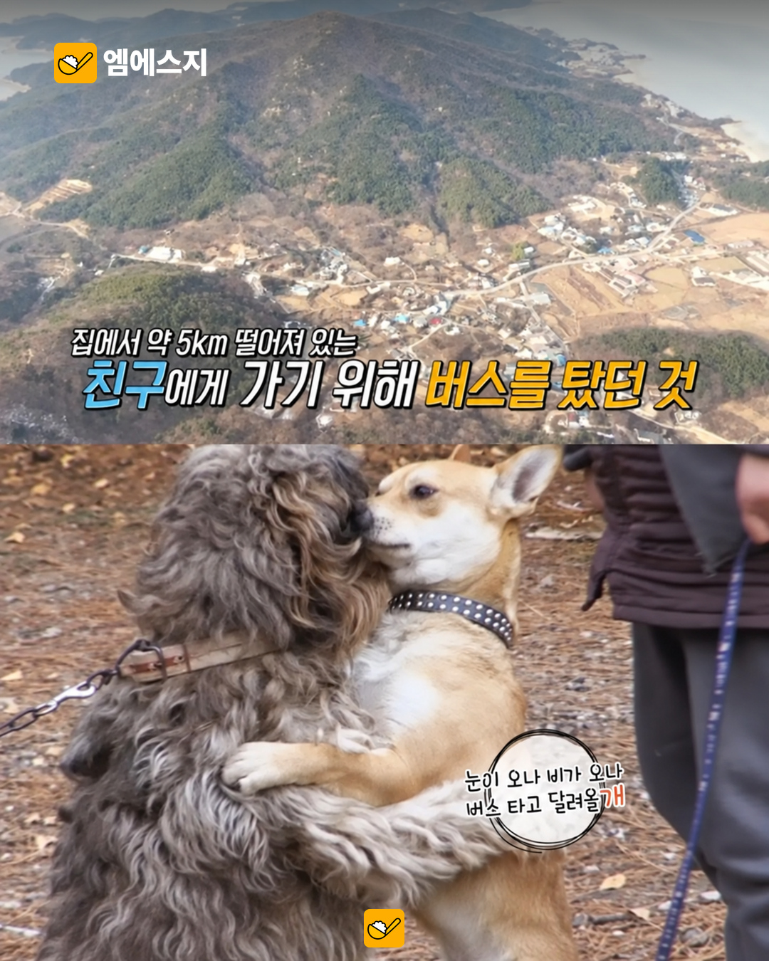 친구 토토 만나러 혼자 버스 탄 초롱이…2018년 무의도 사연 재조명 관련 이미지 1