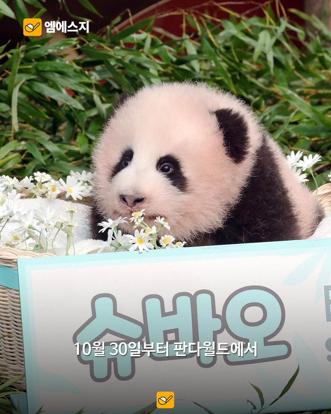 171g이던 아기 판다 슈바오, 10월 30일부터 판다월드에서 만난다 2 슈바오 이름이 적힌 안내판과 아기 판다