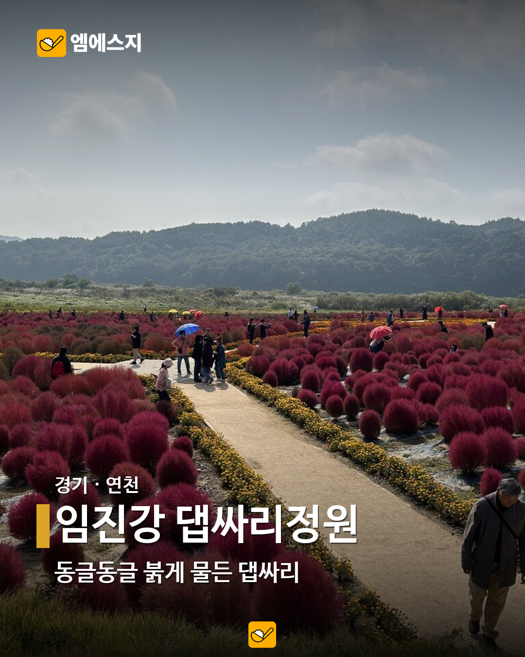 임진강 댑싸리정원 실제 사진