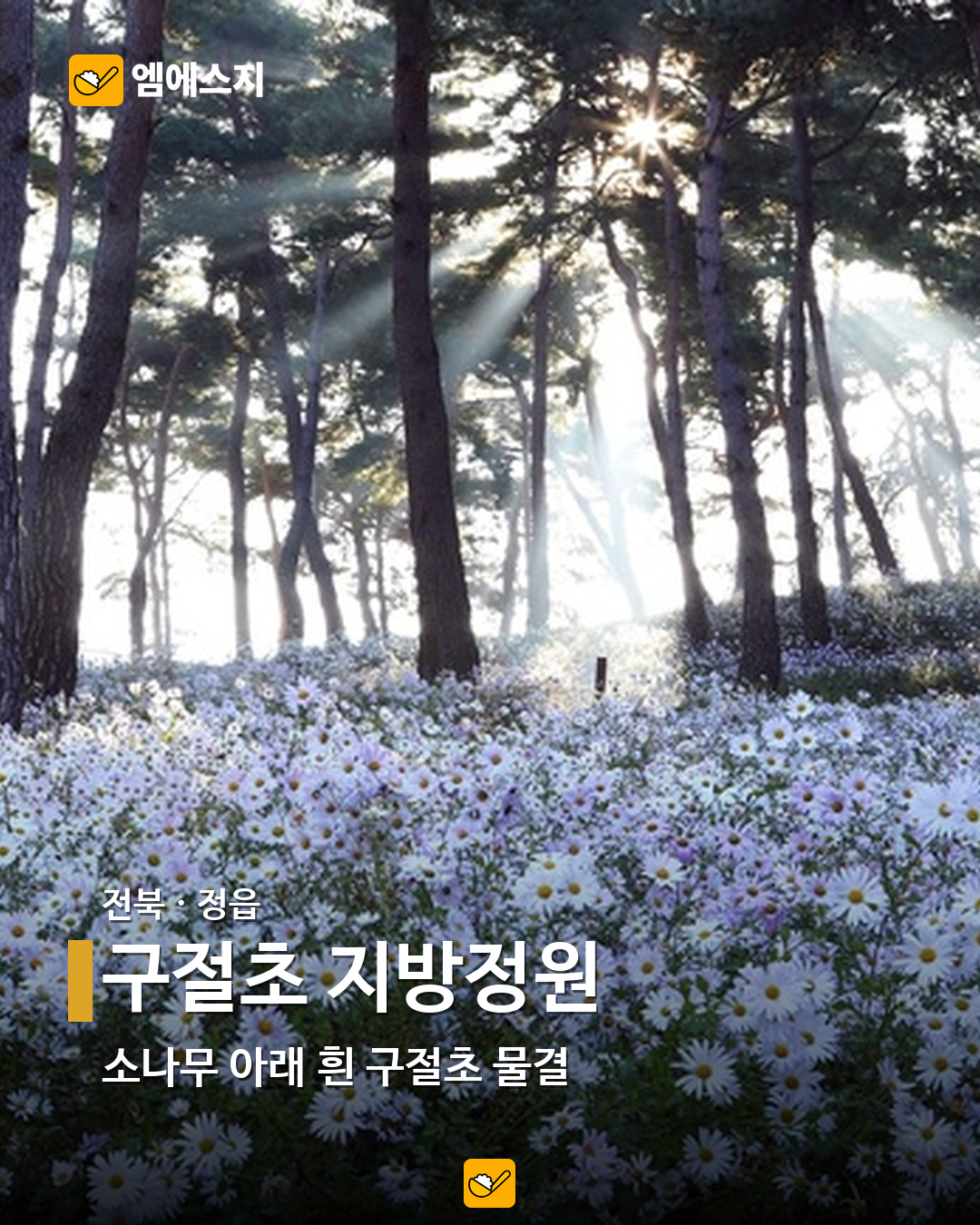 구절초 지방정원 실제 사진