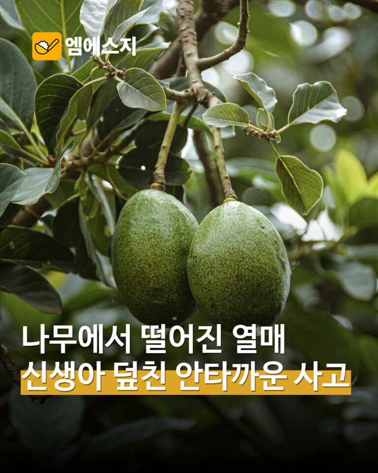 실제 나무에 달린 아보카도 열매 자료사진