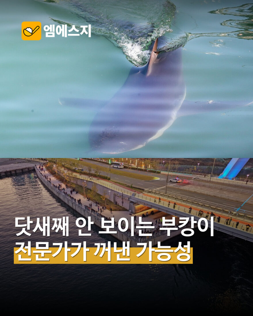 부산 북항 상어 부캉이 닷새째 미목격 보도…이동 가능성 추정 MSG 표지